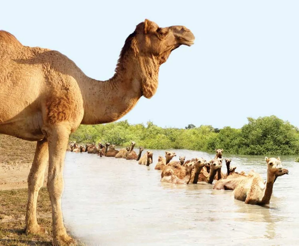 Kutch: Mangrove loss threatens Kharai swimming camel; hurts livelihood of pastoralists