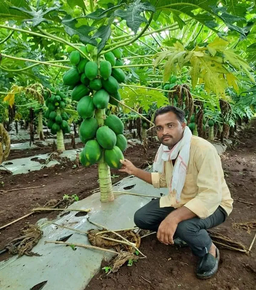 Marathwada: Farmer in drought-prone Beed gets 60 tonnes papaya per acre through organic farming