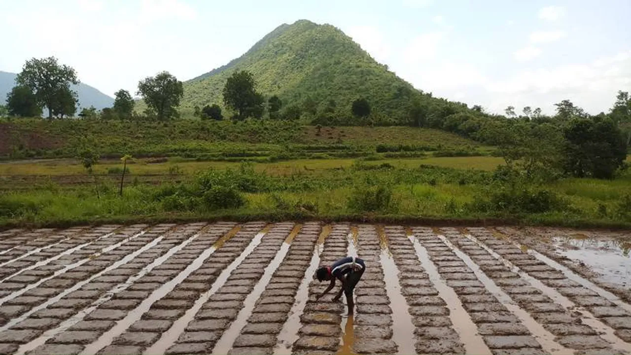 Debal Deb: Seed warrior who has conserved 1,480 traditional rice varieties & shared them for free with over 7,600 farmers 