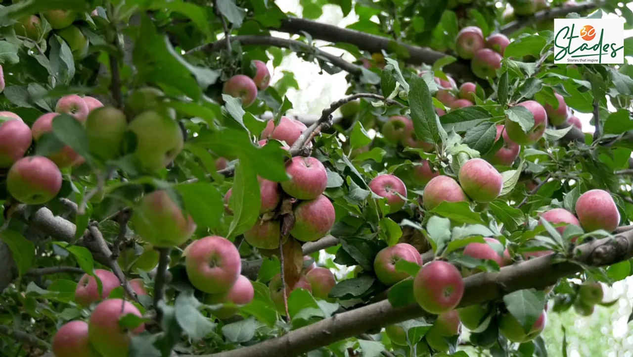 Why is Kashmir's 800-year-old apple economy in shambles?