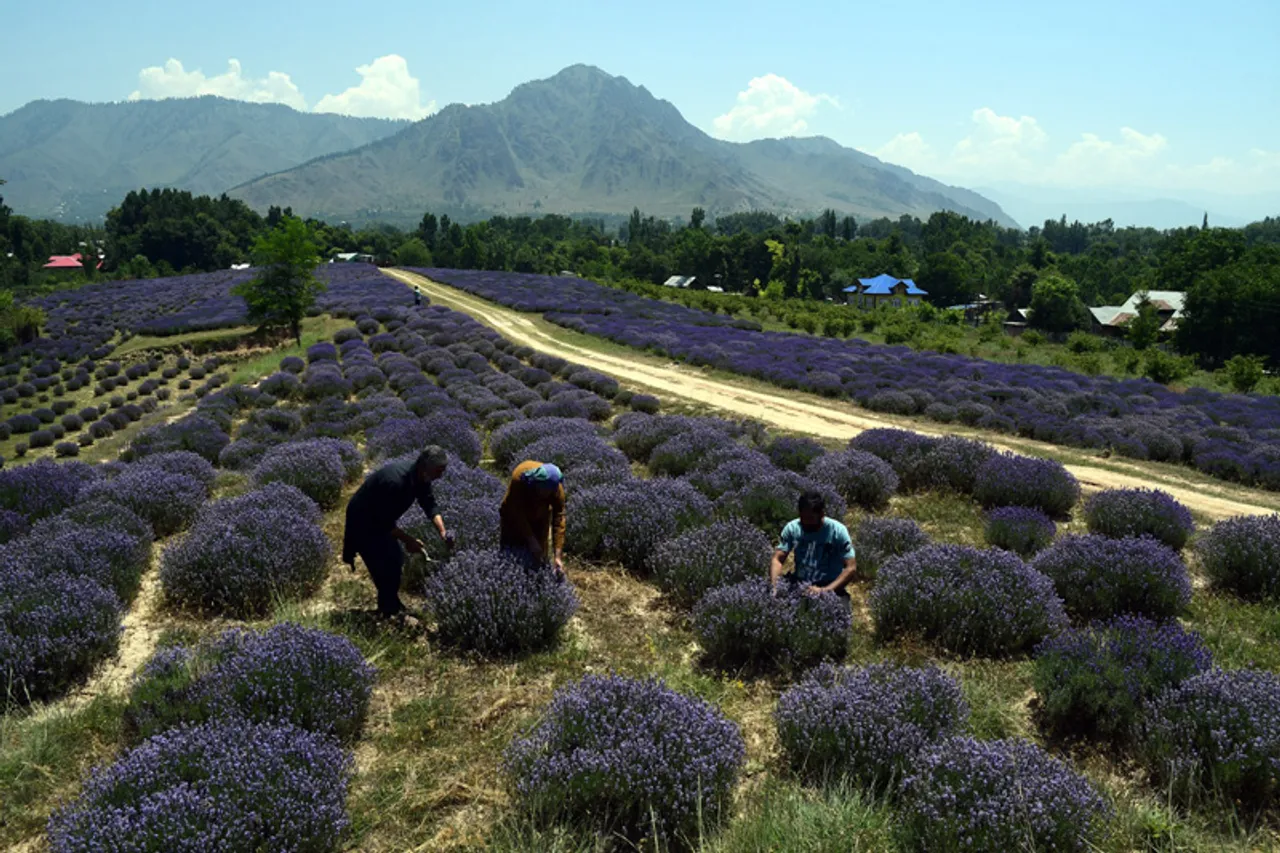 Lavender cultivation pushes up J&K farmers’ incomes 4 to 5 times