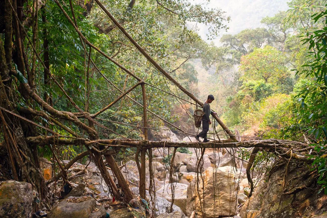 Meghalaya: How this school dropout is preserving centuries-old living root bridges & empowering tribals