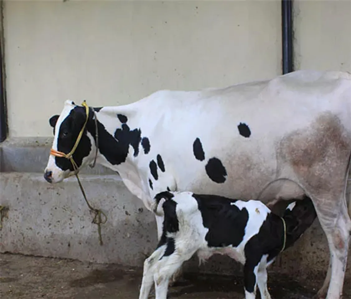 Jharkhand: Tech graduate duo's dairy venture Puresh tastes success amid COVID-19