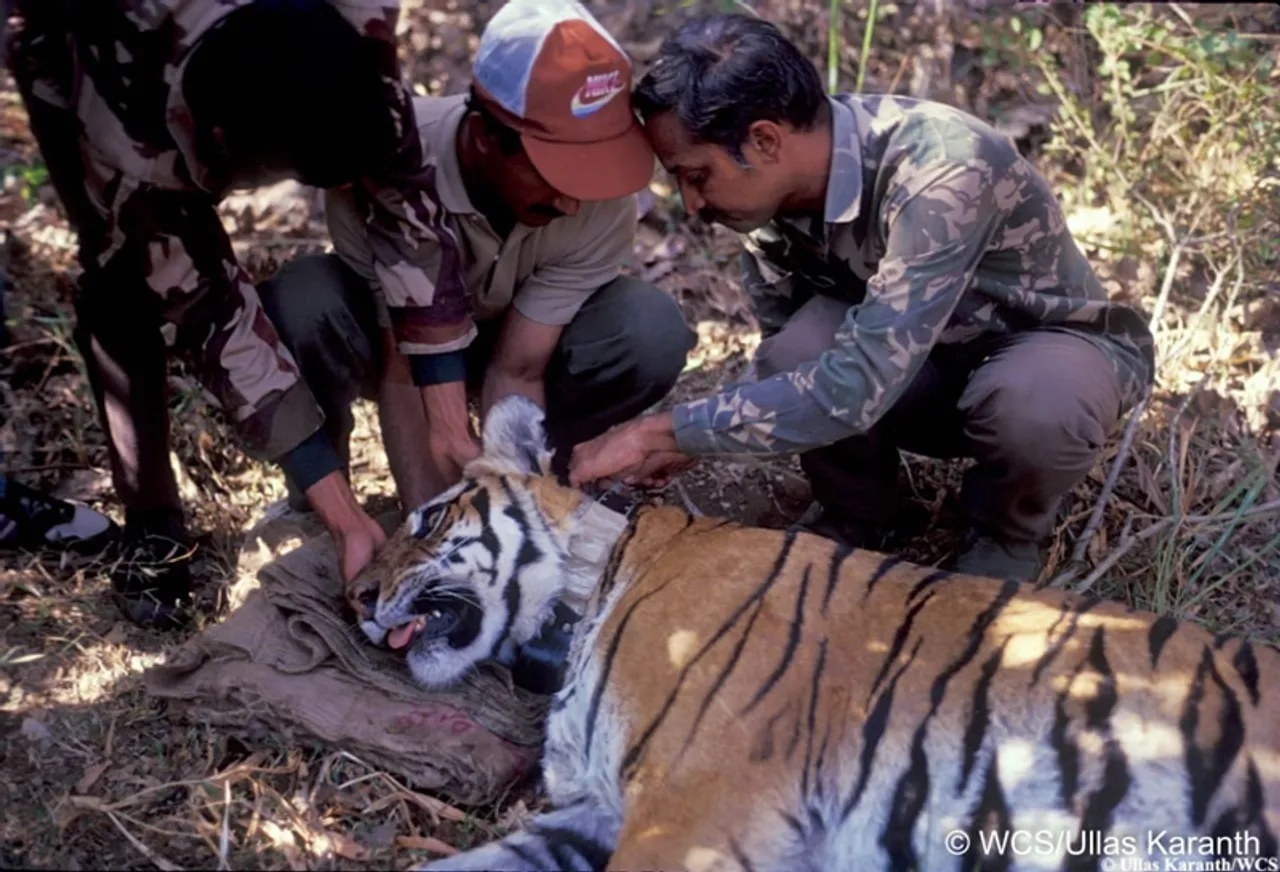 Reverse migration in COVID-19 may increase tiger poaching: Padma Shri tiger expert Dr Karanth