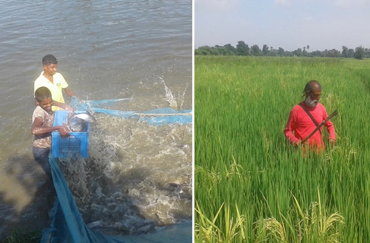 How fish farming is boosting paddy harvest in Bihar