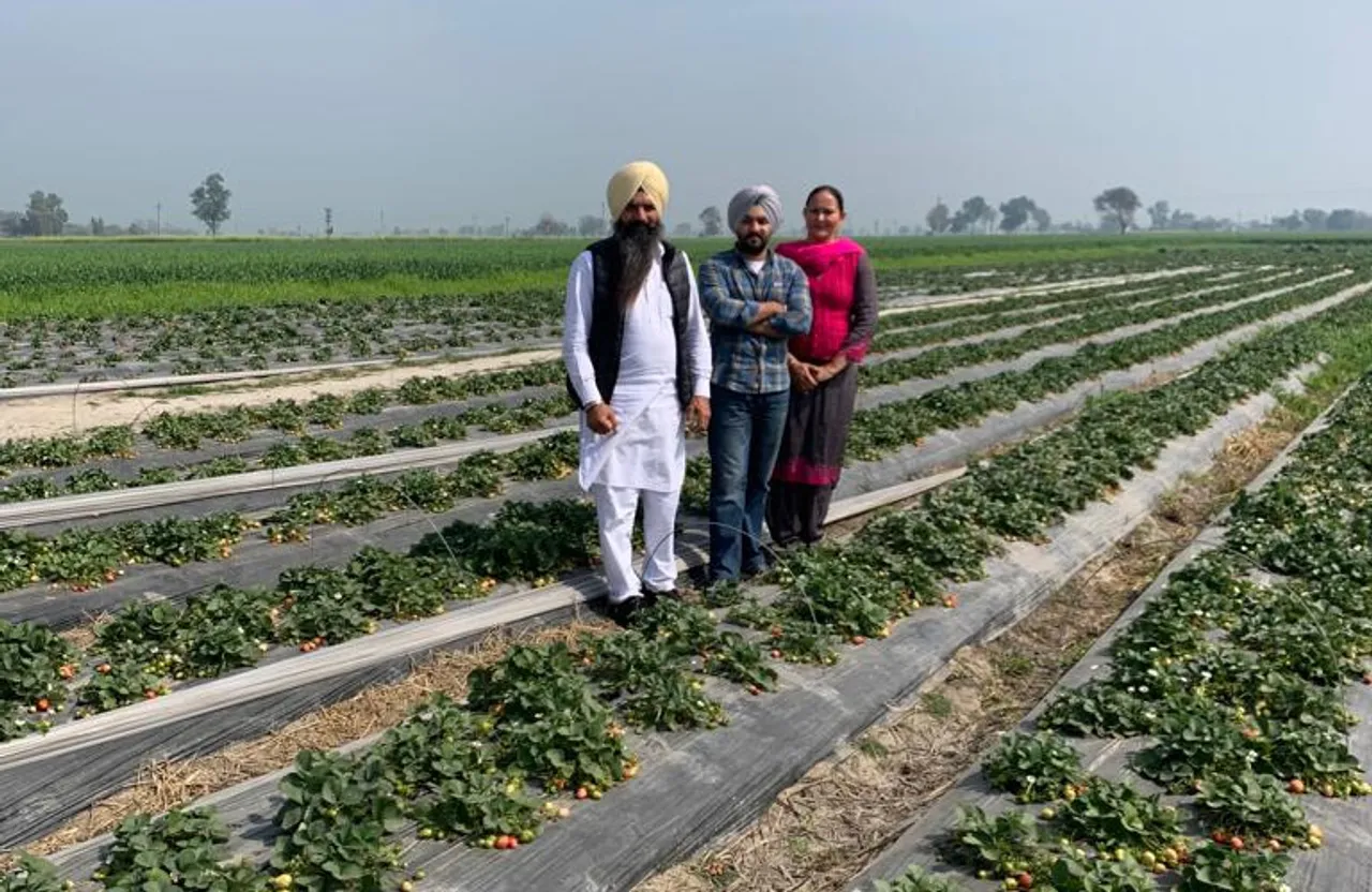 How this Punjab farmer makes a profit of Rs 5 lakh per acre from strawberry farming