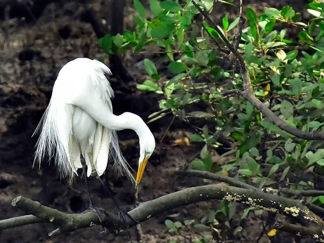 From creating world’s first mangroves app to mapping new species, how Godrej & Boyce balances conservation with business