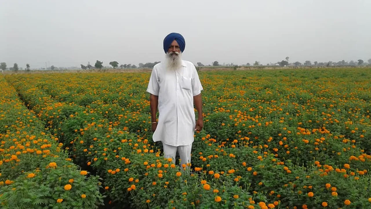 Punjab: How shifting from wheat & paddy to flower cultivation changed the fortunes of this farmer