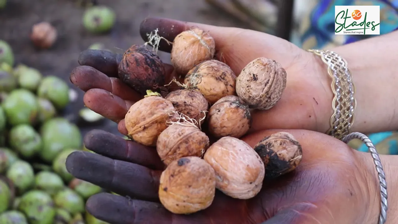 Kashmir’s farmers get peanuts for walnuts as lockdown hurts rates