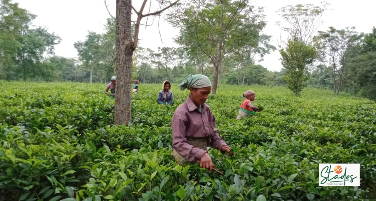 Bijit Basumatary: Paddy farmer’s son whose organic teas from Assam have found market overseas