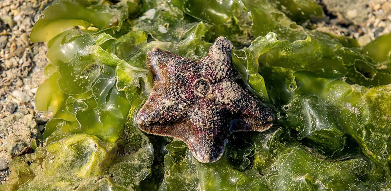 Colourful corals and amazing marine life tucked away at Pirotan Island in Gujarat