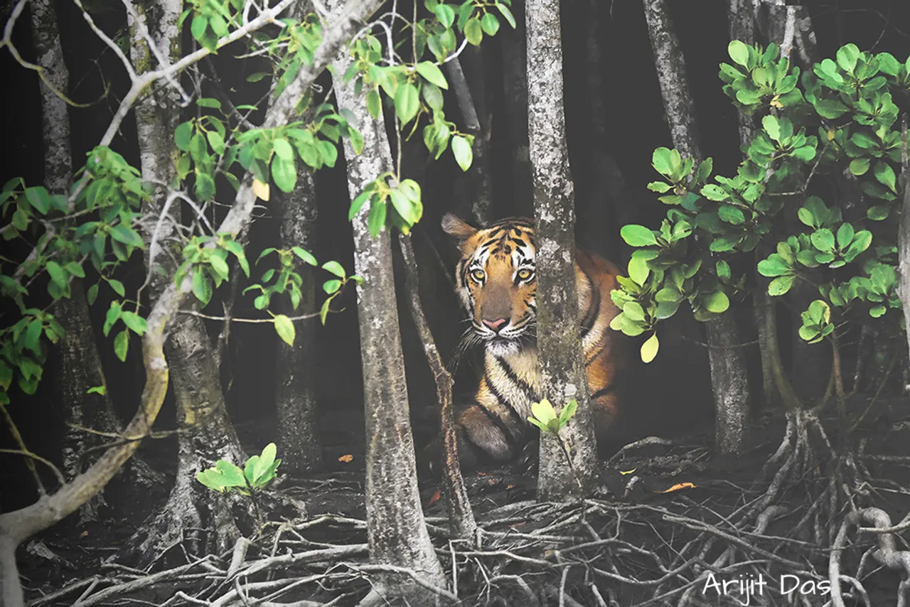 Man-animal conflict: Tiger attack survivors in Sundarbans share their stories