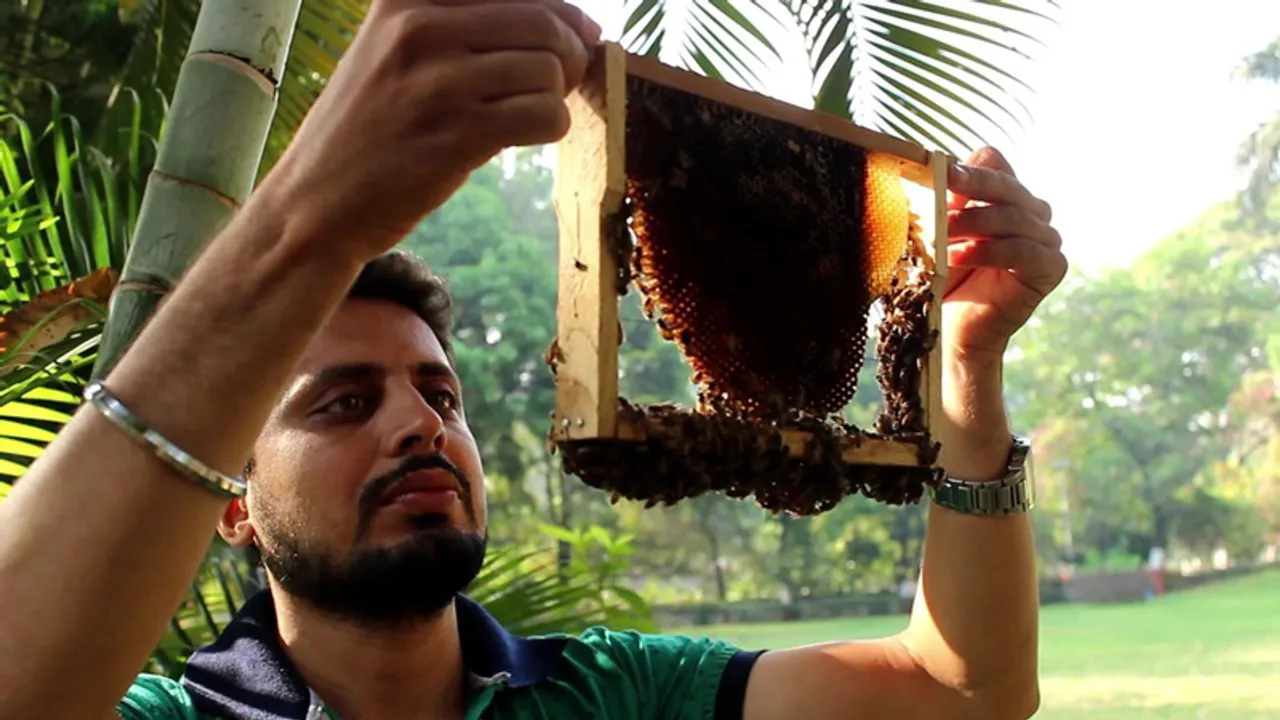 From relocating bees to offering pollination services, how this engineer found success in the business of bees