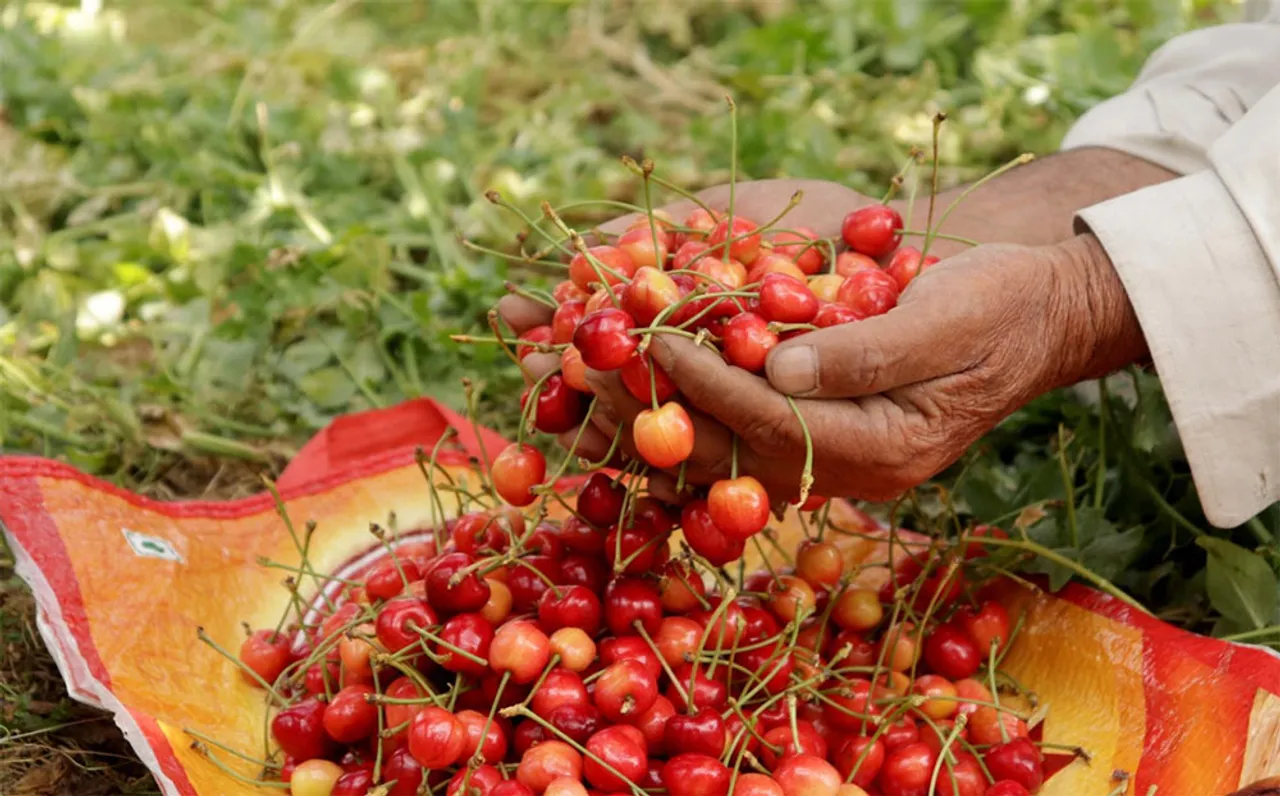 COVID-19 impact: Fruit growers stare at losses as strawberries, cherries & apples rot in Kashmir
