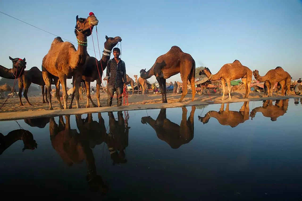 Save the camel; it may be extinct in a few decades