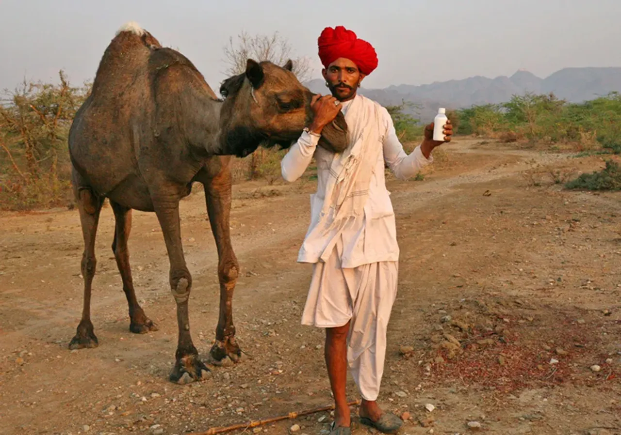 Rajasthan’s Camel Charisma builds a superfood business with camel milk and cheese