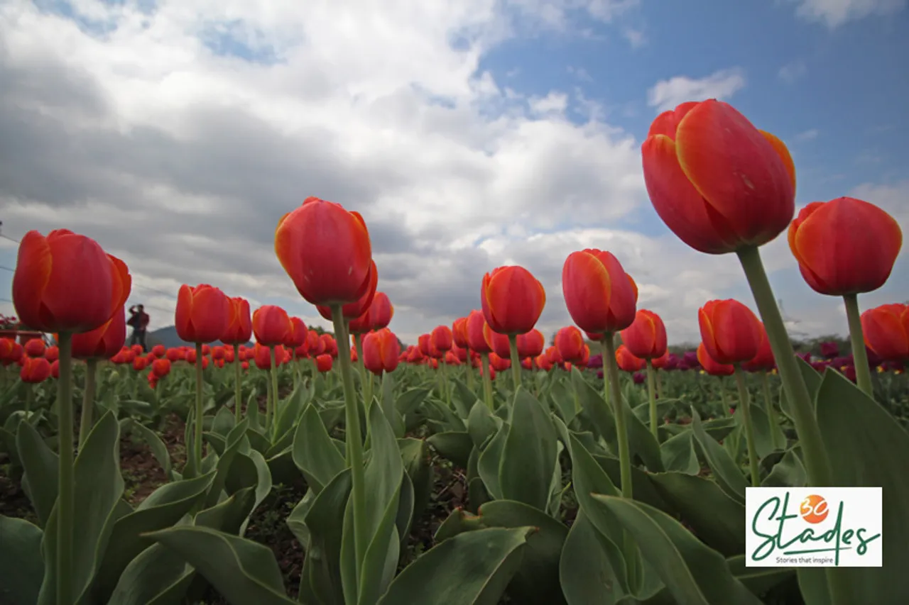 Kashmir: Visuals of Asia’s largest tulip garden