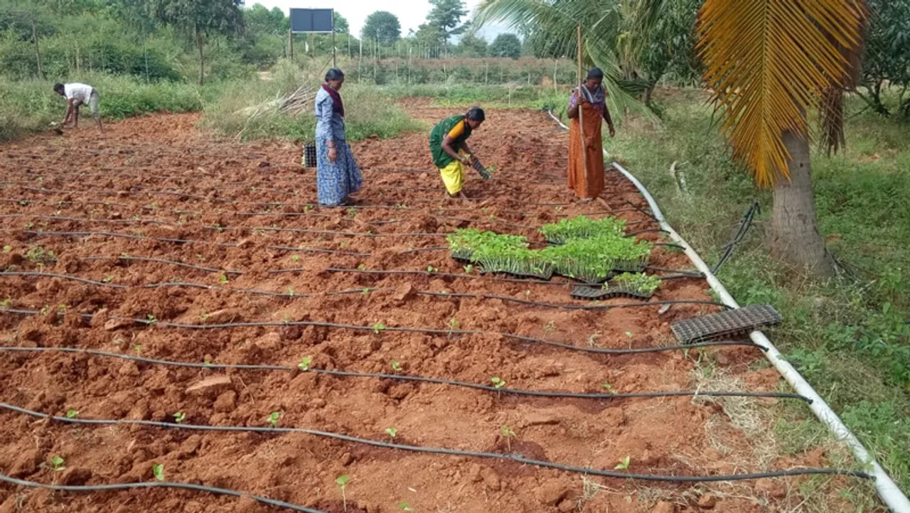 From pineapple to pepper, how organic farming is increasing farm incomes in India