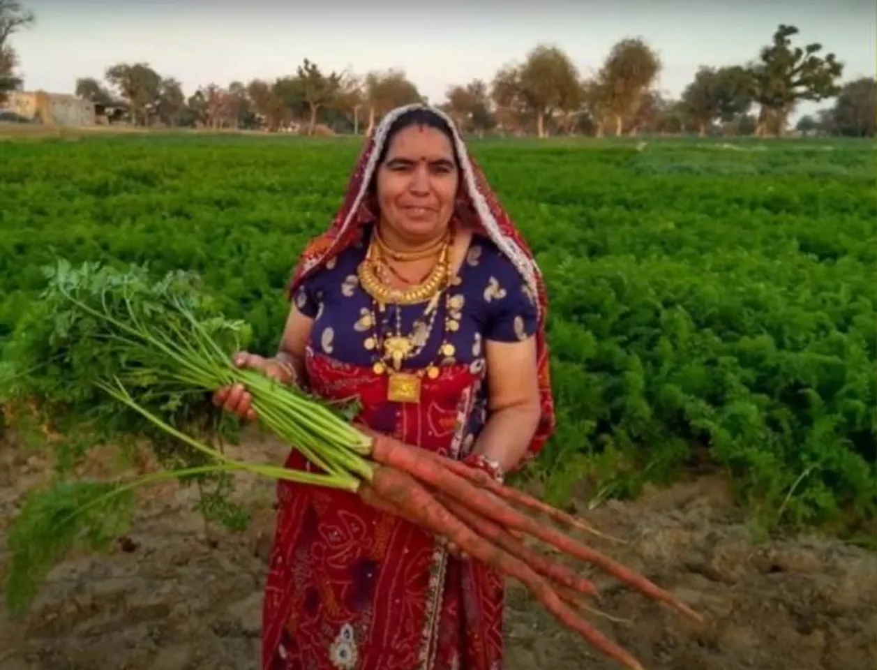 Rajasthan: School dropout woman farmer develops new carrot variety using ghee & honey; earns over Rs 50 lakh annually
