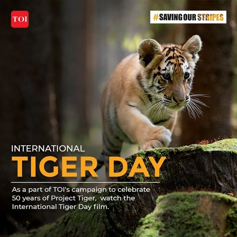 TOI's 'Saving Our Stripes' Tiger Film raises awareness for Tiger Conservation"