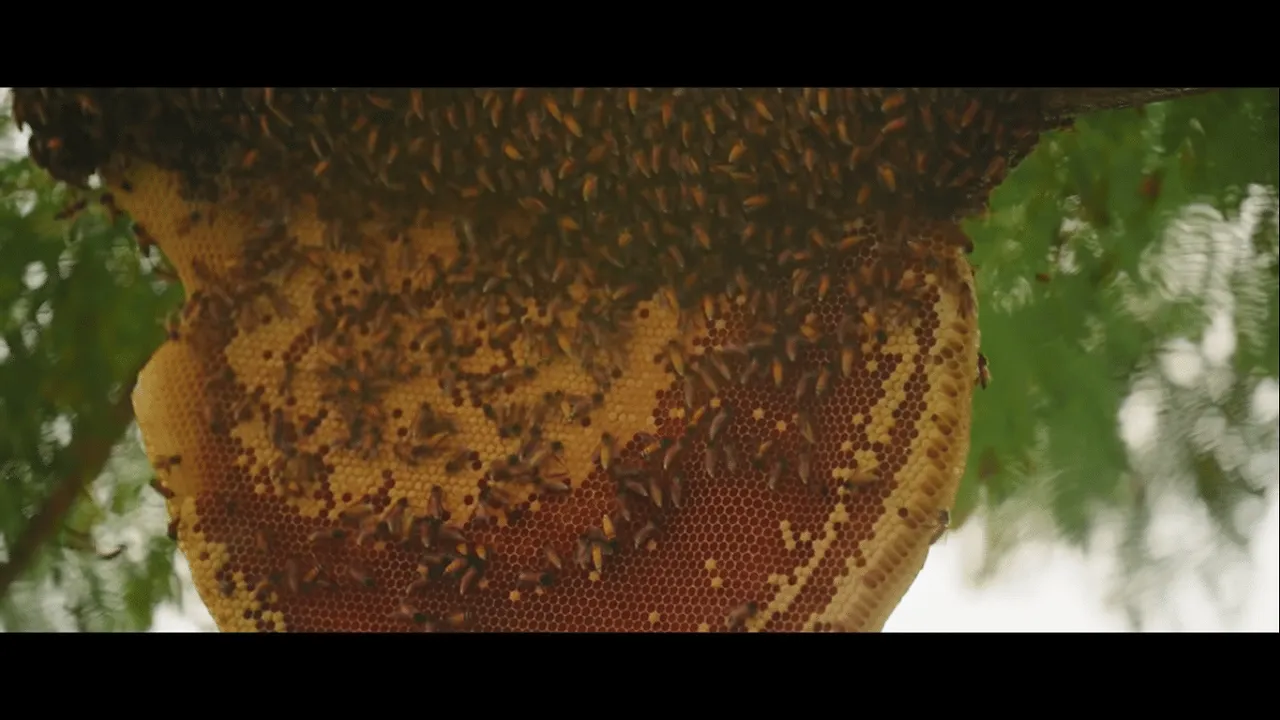 '100% pure, no sugar adulteration,' says Dabur in 3-minute film about the way honey is sourced