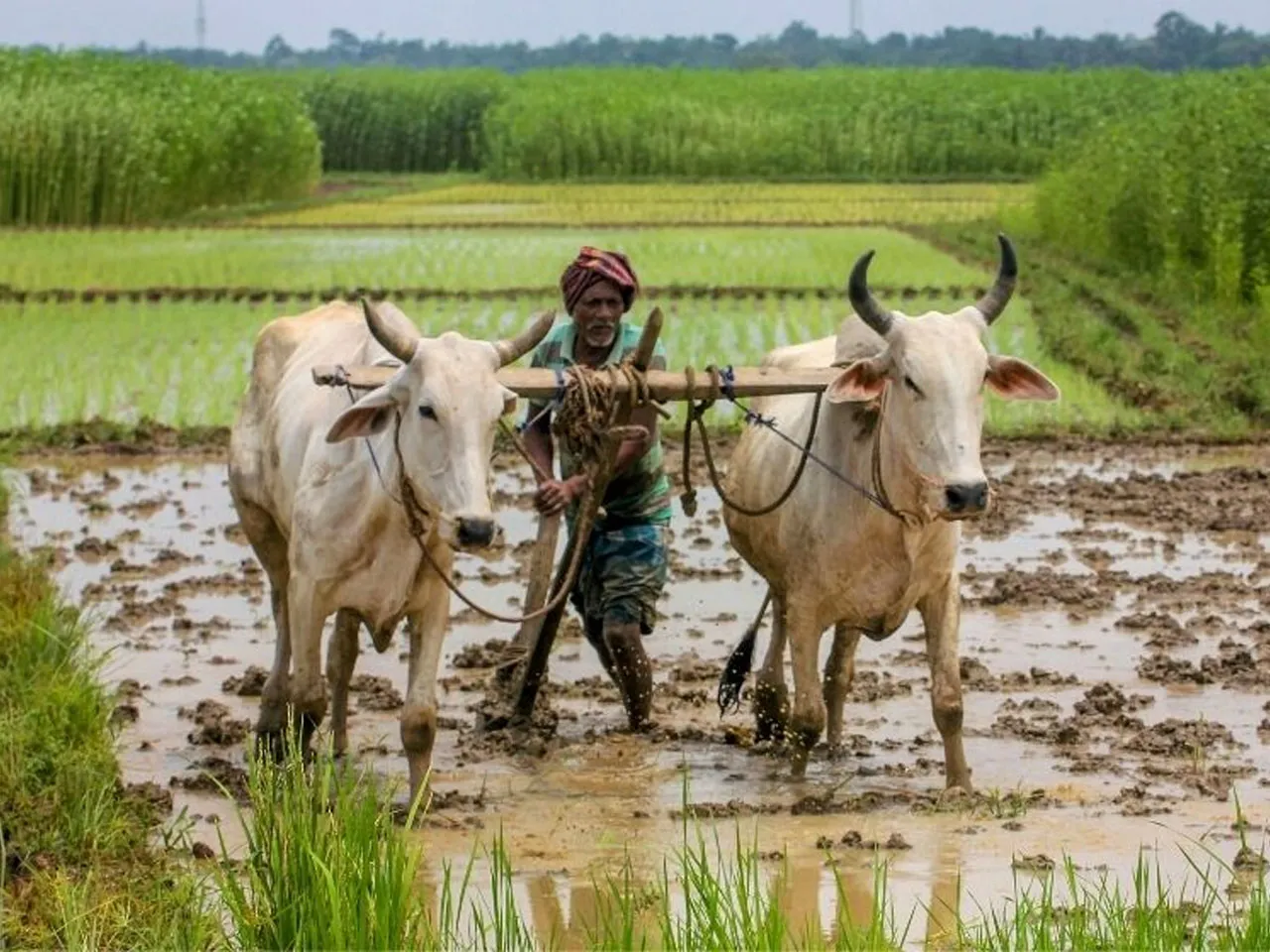 বাজেট অর্থবর্ষ ২০২৪-২৫: কৃষি ঋণের লক্ষ্যমাত্রা বাড়তে পারে