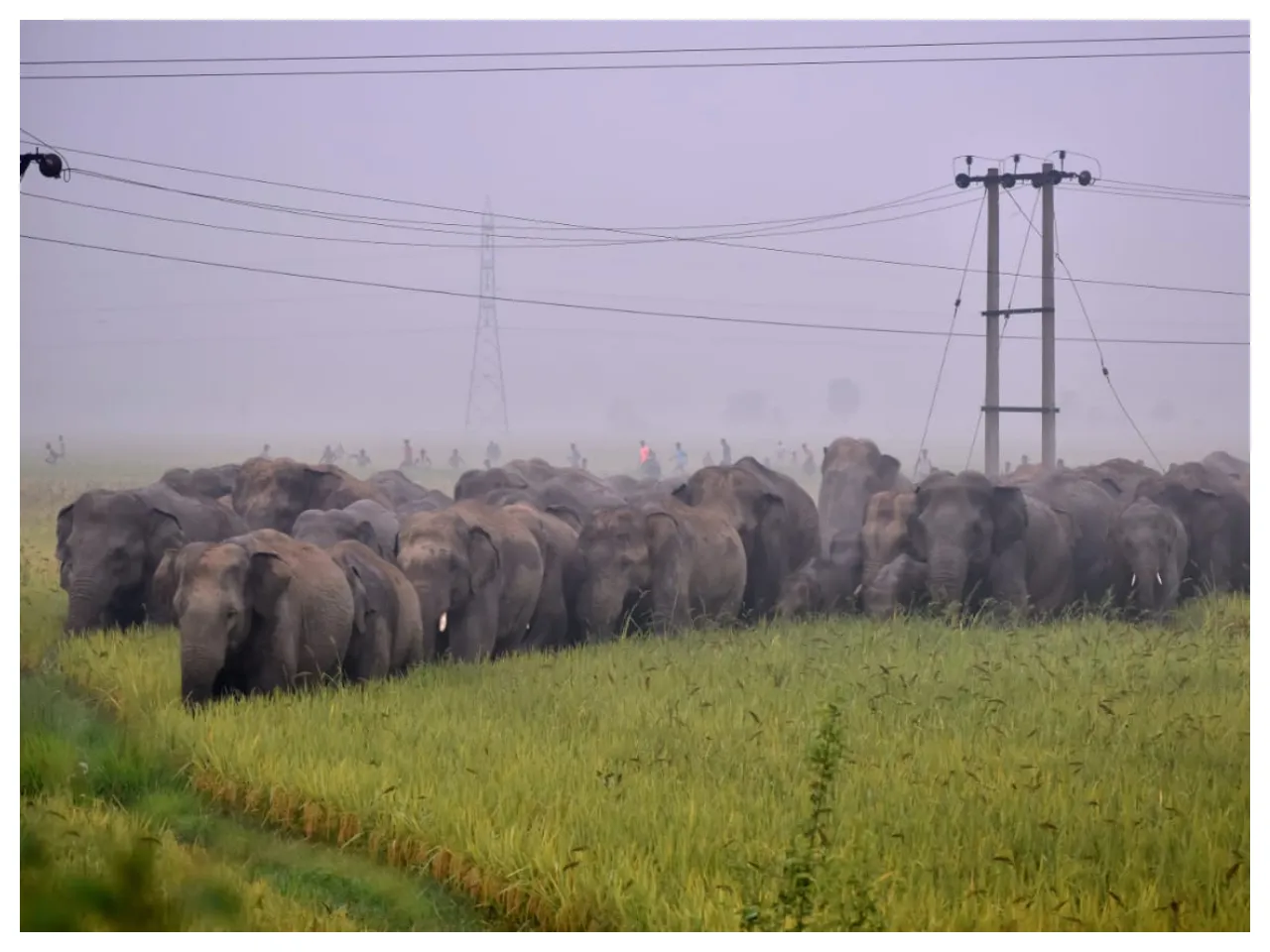 elephant