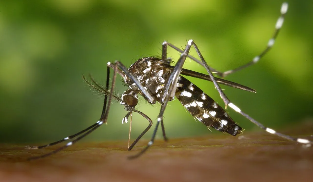 mosquito (1).jpg