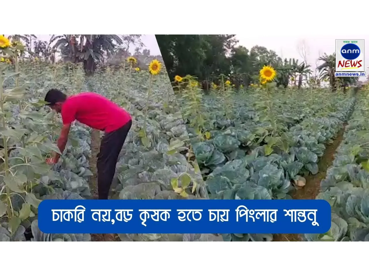 চাকরি নয়,বড় কৃষক হতে চায় পিংলার শান্তনু