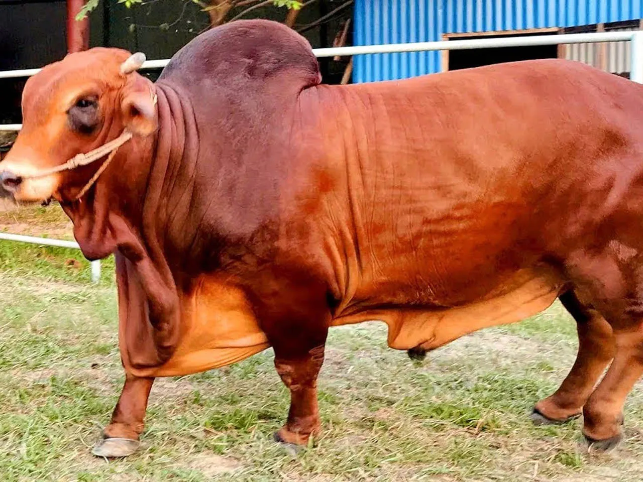 ষাঁড়ের হামলায় হাসপাতালে চিকিৎসাধীন গুরুতরভাবে আহত ১, এলাকায় চাঞ্চল্য