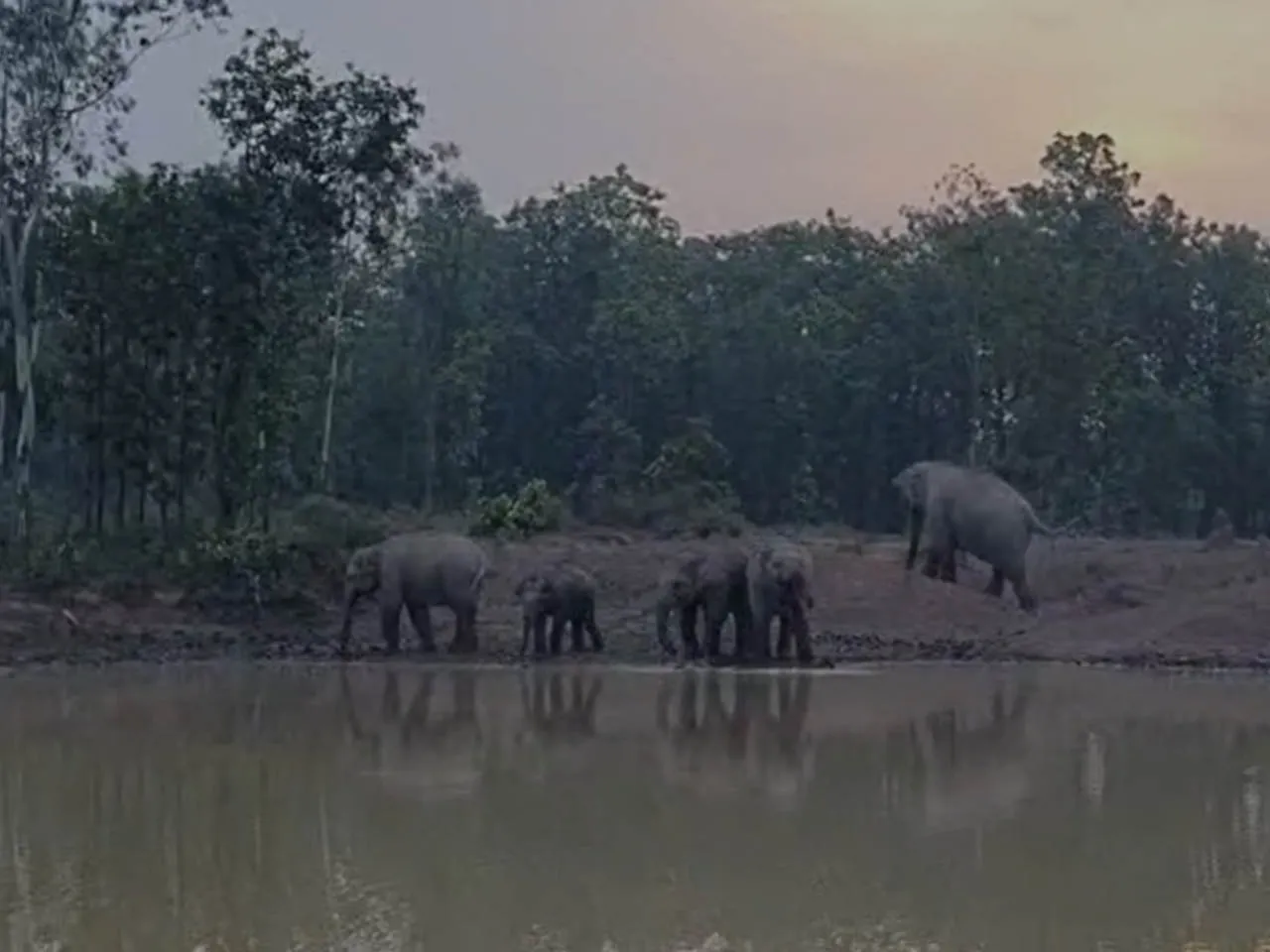 হাতির হানায় তছতছ বিঘার পর বিঘা ধান, মাথায় হাত চাষিদের