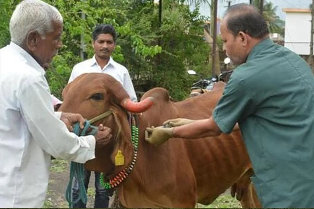 গবাদি পশুদের ভ্যাক্সিনশন শুরু করলো দিল্লি সরকার