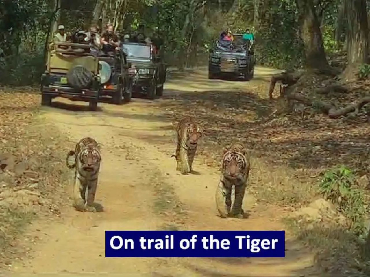 On trail of the tiger