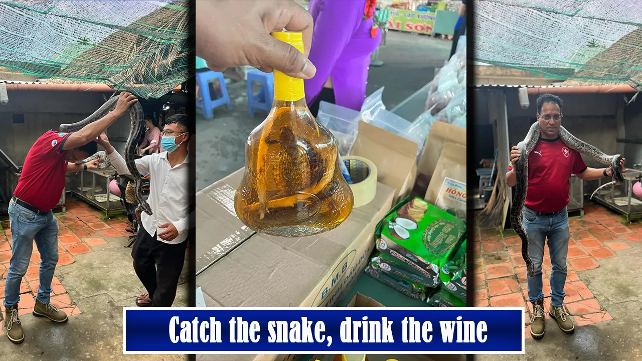 Catch the snake, drink the wine