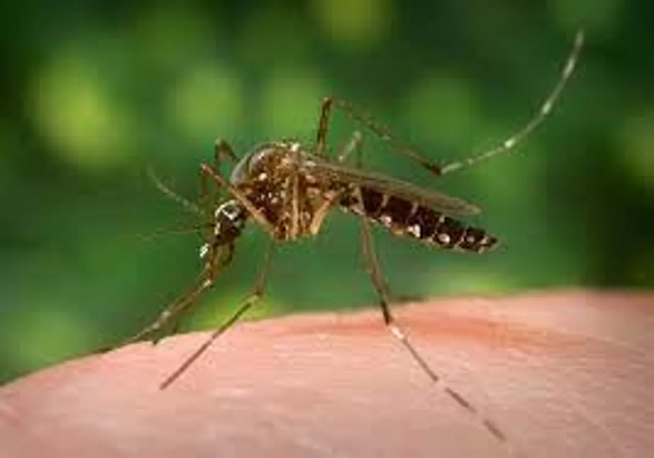 Kolkata Municipality is working to eradicate dengue
