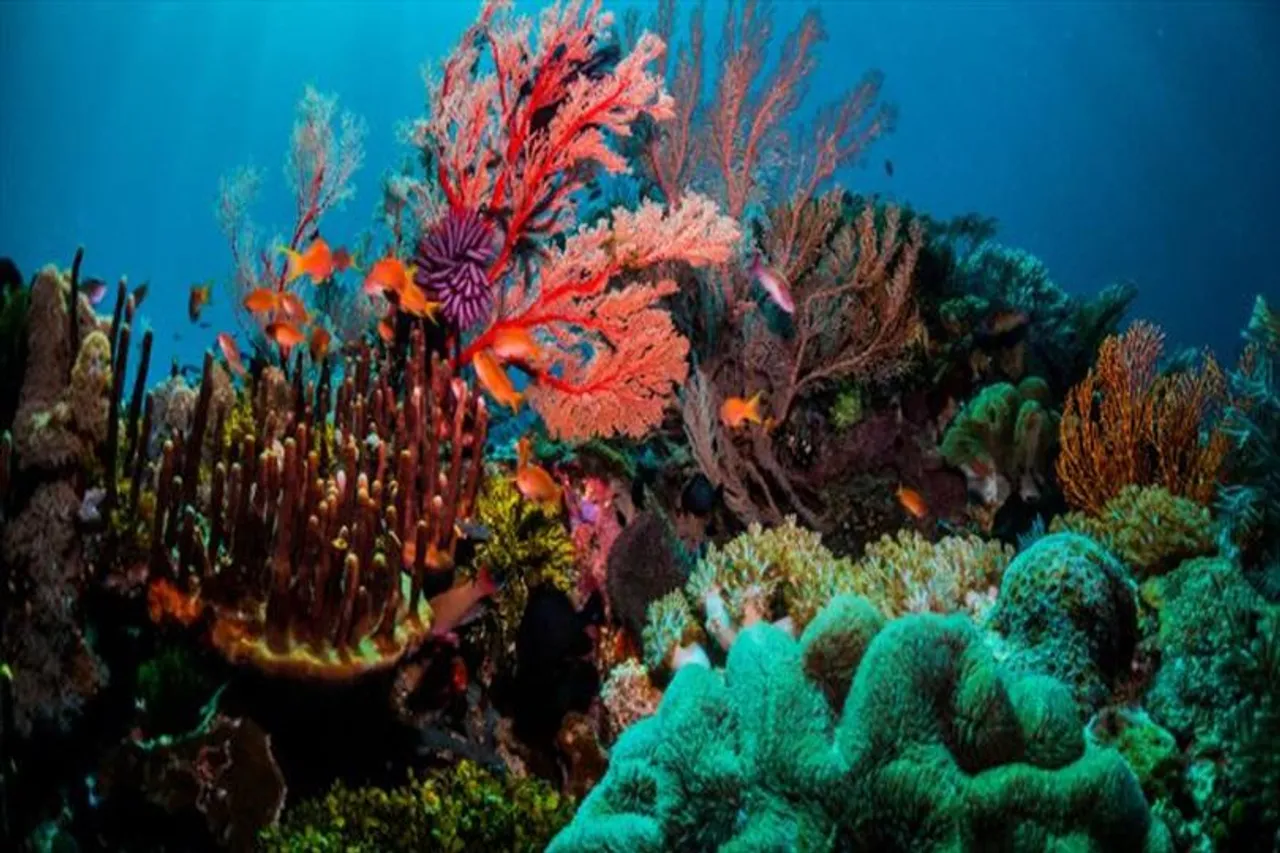 Great Barrier Reef is losing corals over the years