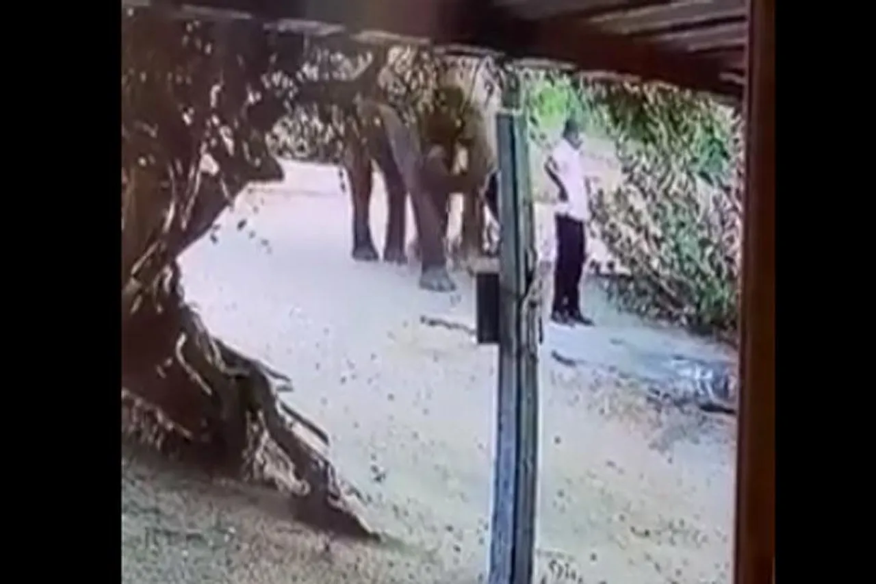 Viral video of Wild Elephant