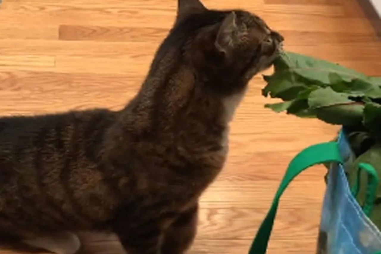 Cats eating vegetables, watch the video