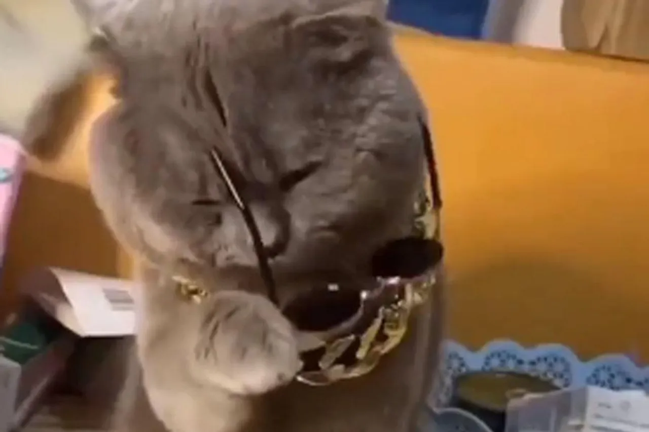 Cat is wearing glasses own selves, watch the video