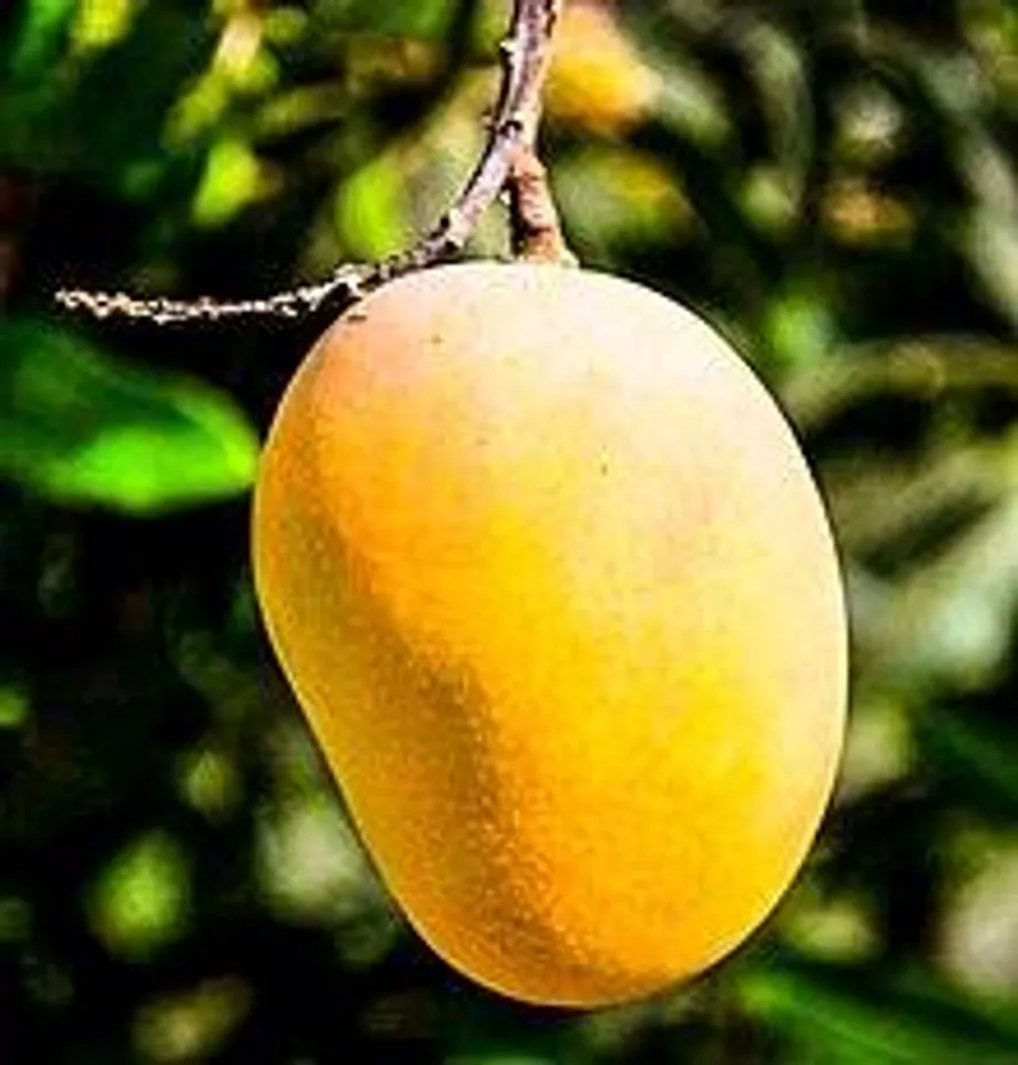 Eat mangoes regularly to reduce breast cancer risk