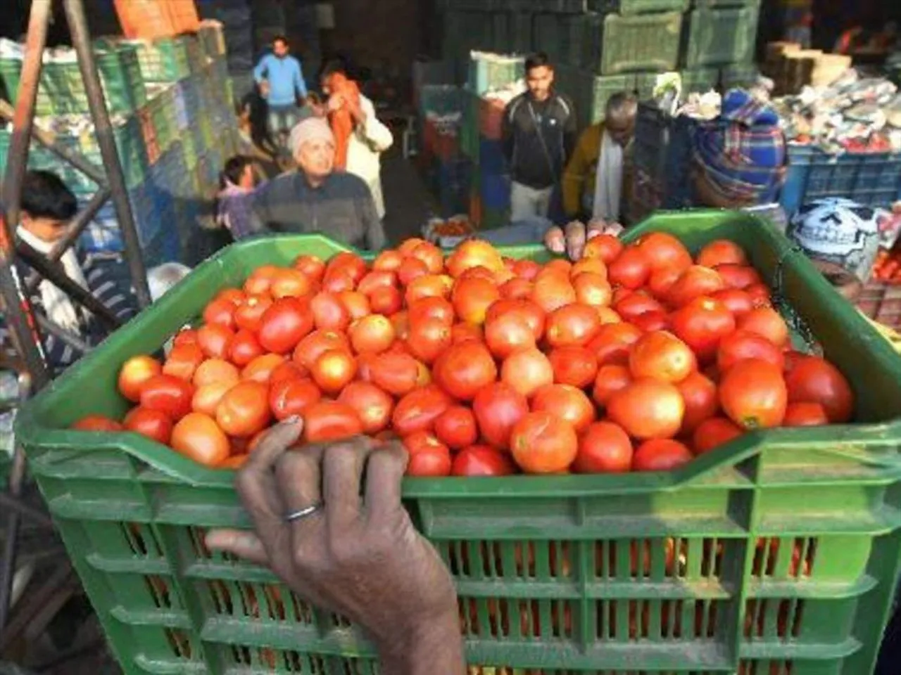 Tomatoes are falling in price