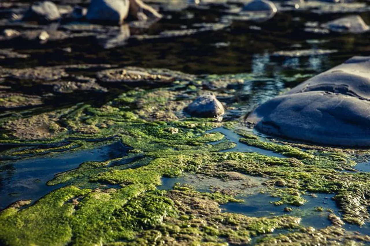 NASA offers awards to spot algal blooms