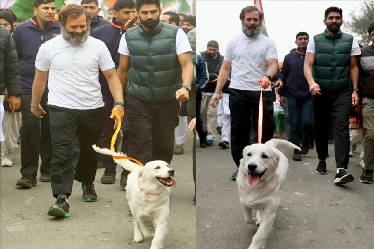 Dogs also join congress's 'Bharat Jodo Yatra'