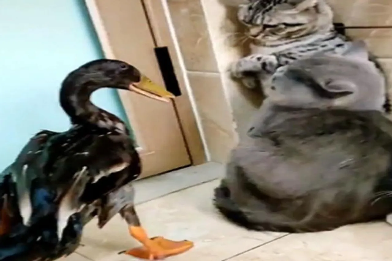 Cats are scared of duck, watch it
