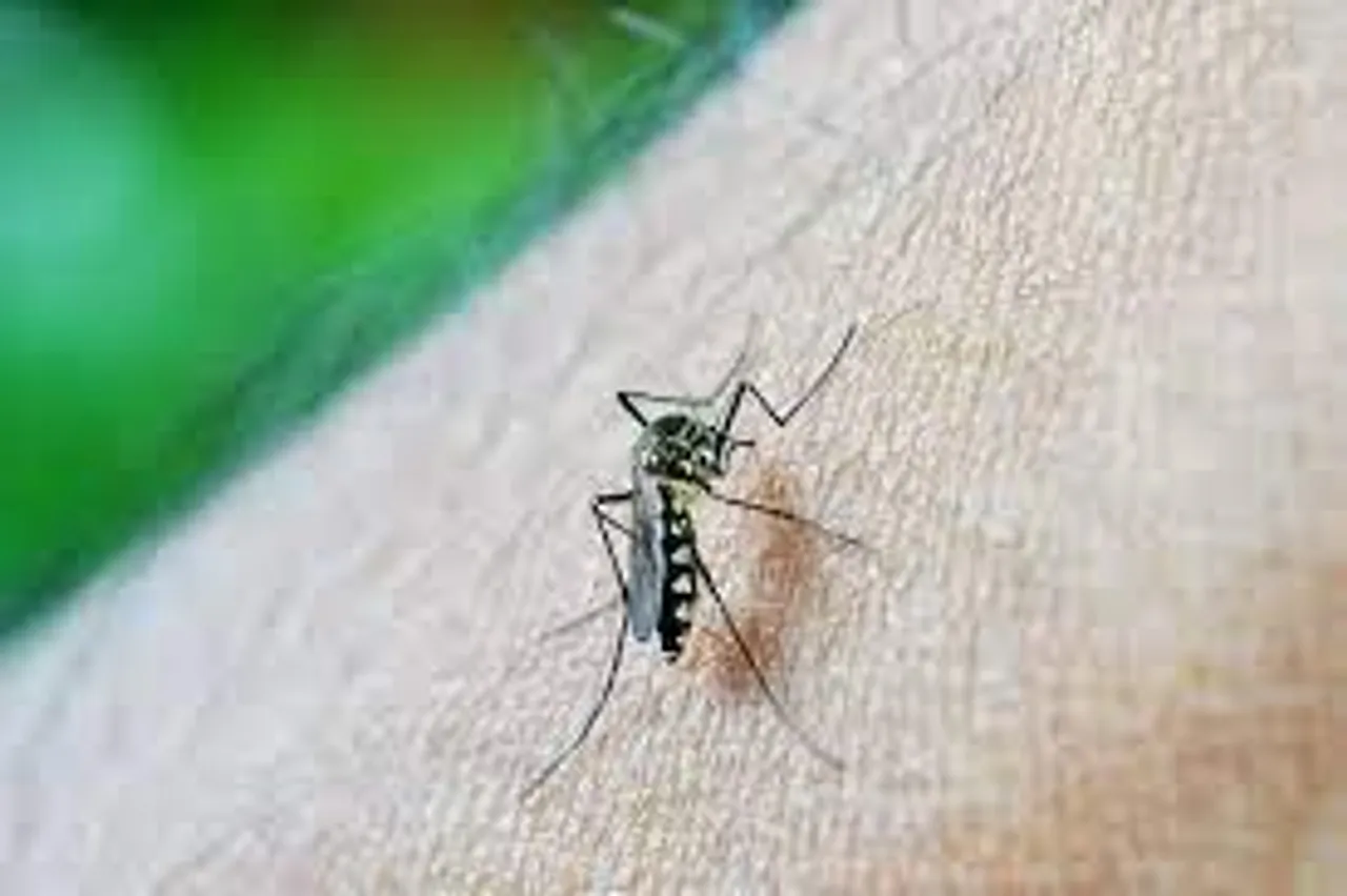 Pune has seen a spike in dengue fever, with 50 cases confirmed in two weeks