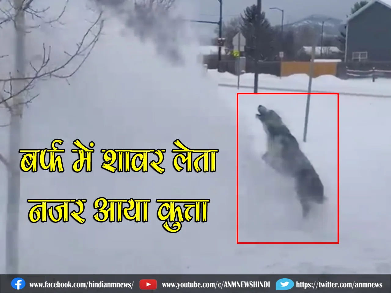 बर्फ में शावर लेता नजर आया कुत्ता (Video)