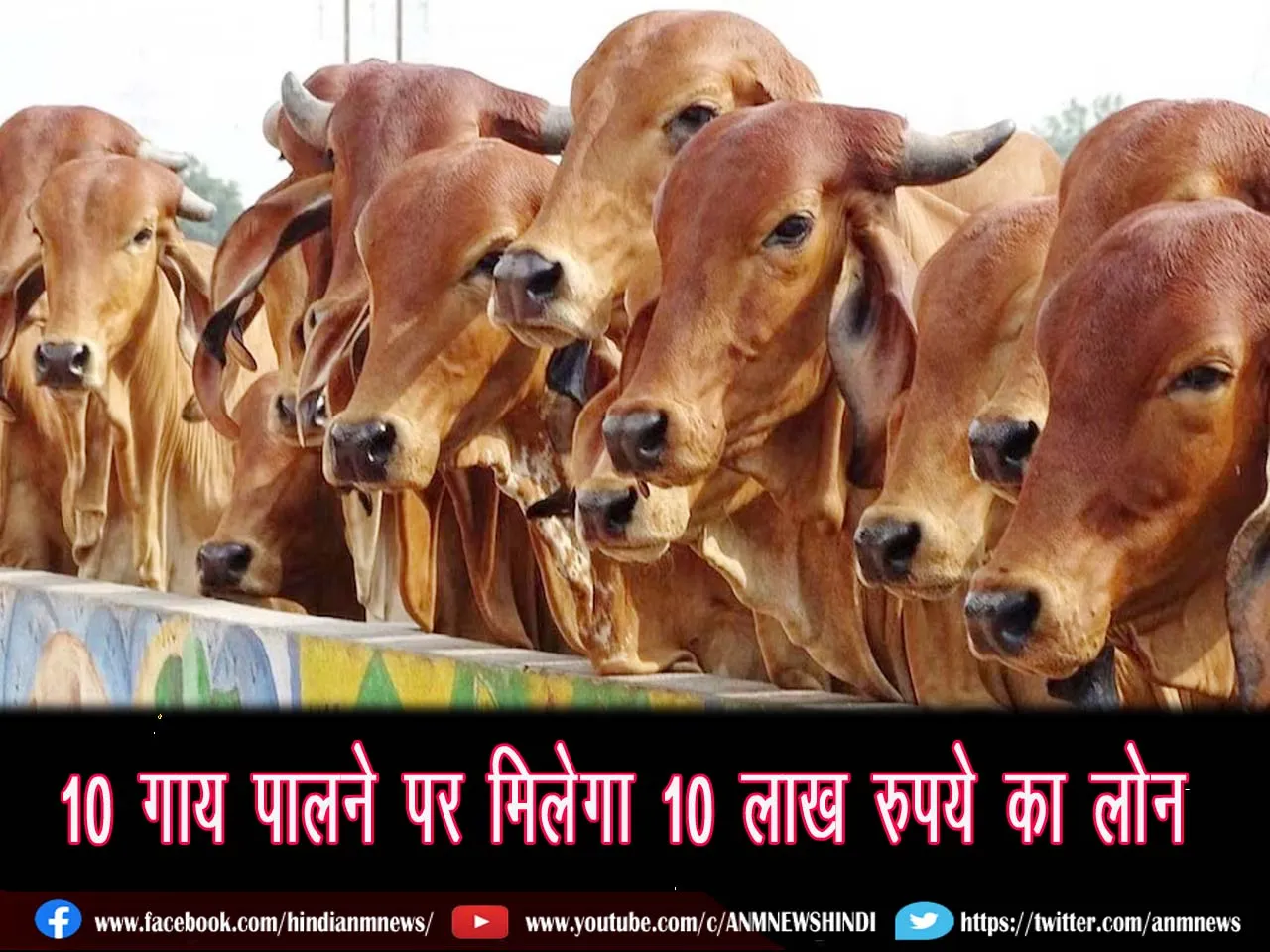 Farmers rearing 10 cows will get loan up to Rs 10 lakh