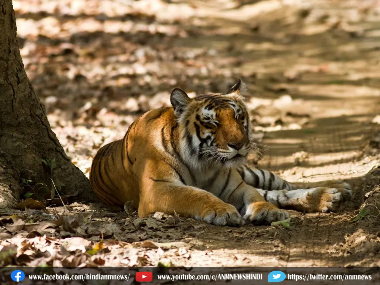 बंगाल सफारी पार्क में जानवरों के लिए हुआ खास इंतजाम