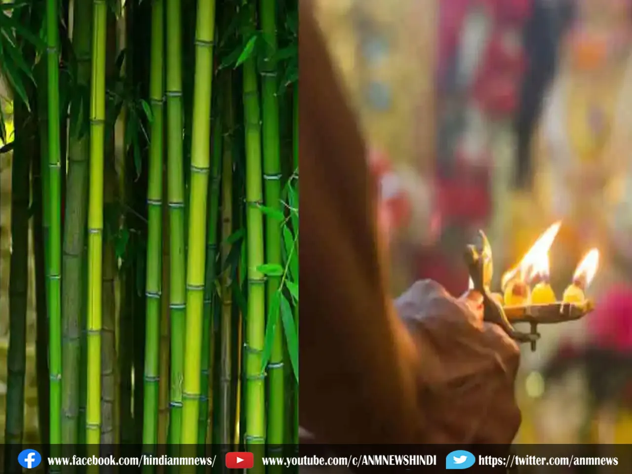 Diwali: दिवाली से पहले घर ले आएं बांस का पौधा