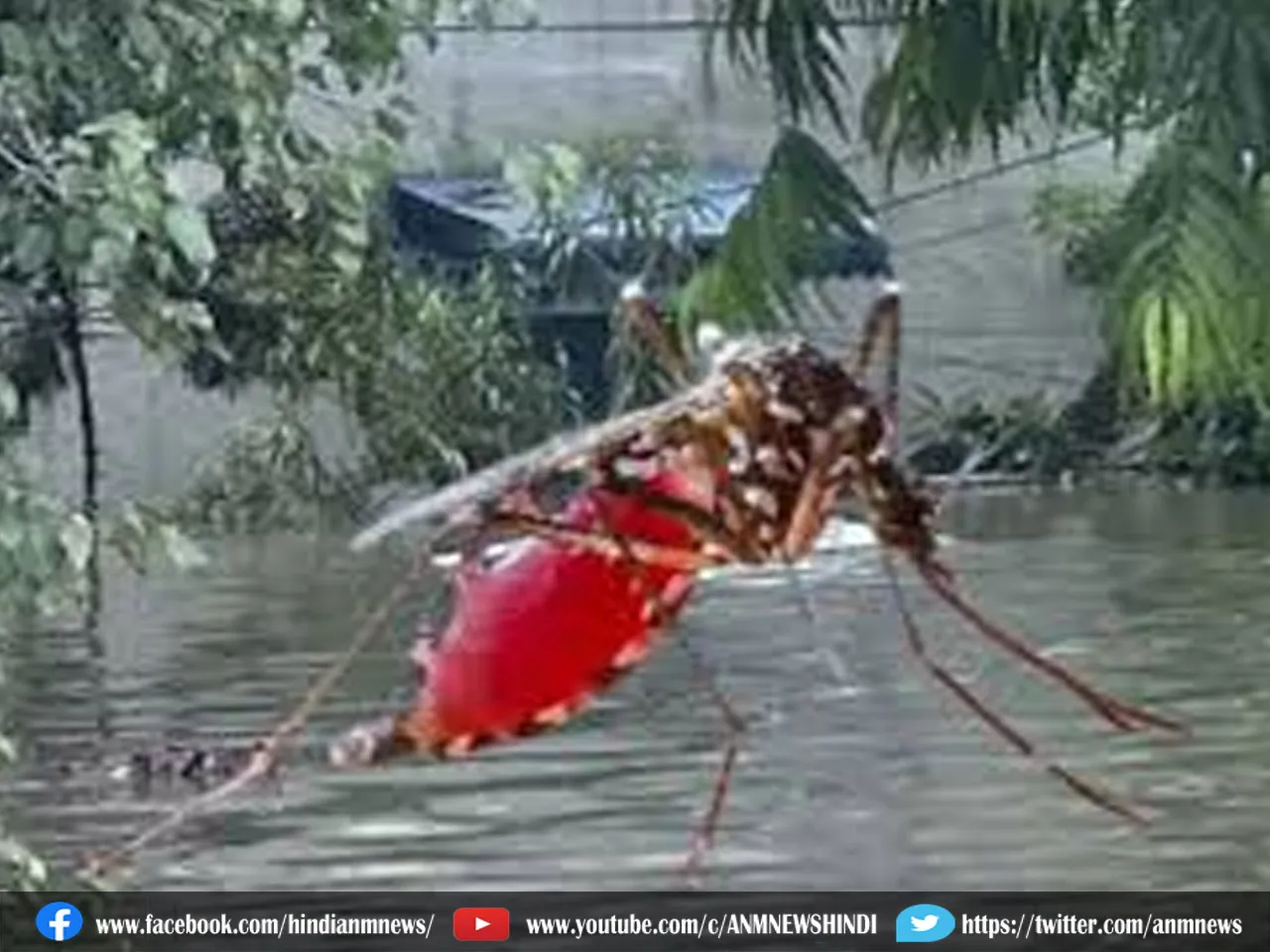 dengue से बचाव के लिए सावधानियां
